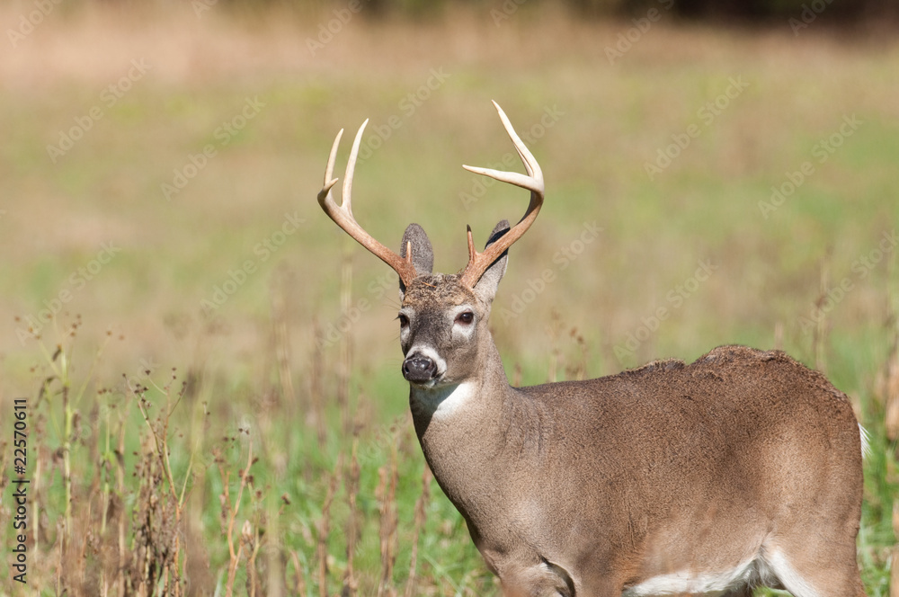 Large whitetail buck in open field Large whitetail buck in open field