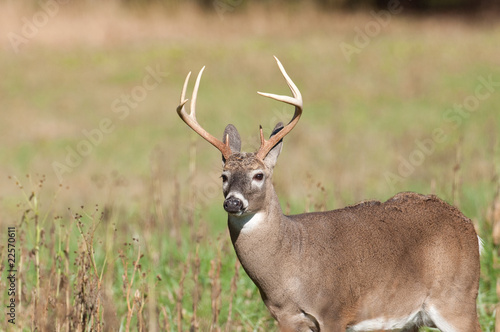 Large whitetail buck in open field © Tony Campbell