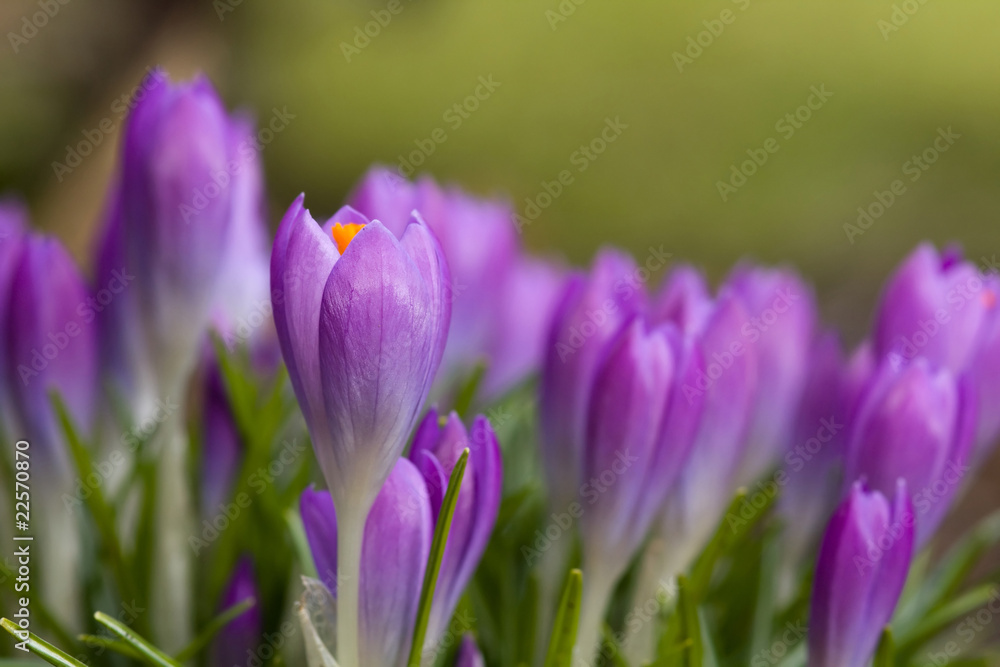 tulip tulip