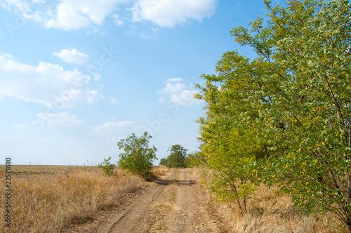 rural road between wood and field