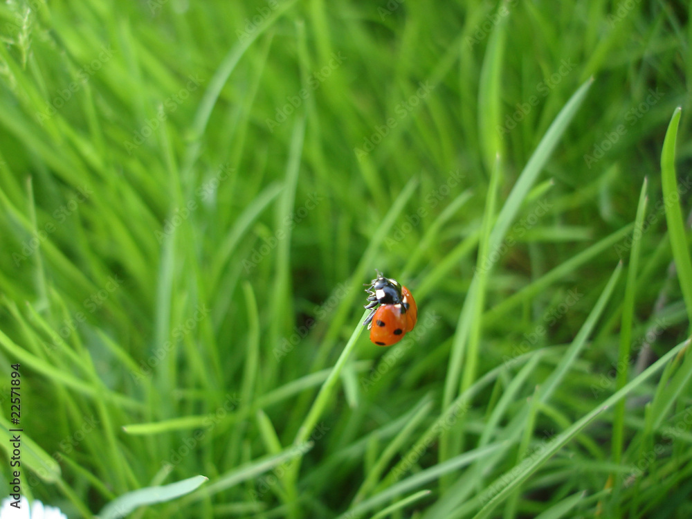Fototapeta premium ladybug macro in grass