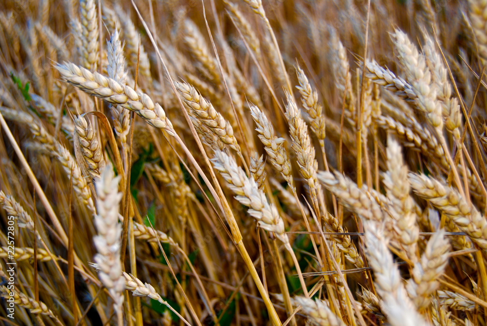 Obraz premium Wheat