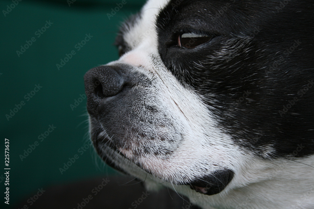 Focused Boston Terrier