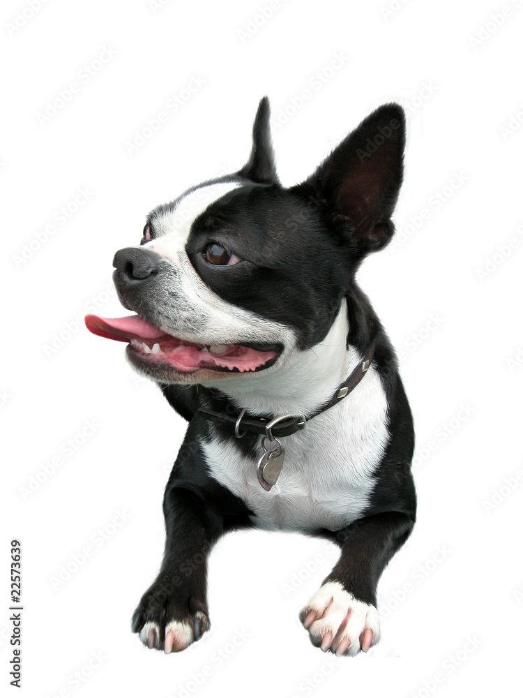 Smiling Boston Terrier Smiling Boston Terrier