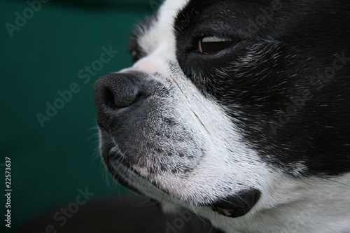 Focused Boston Terrier