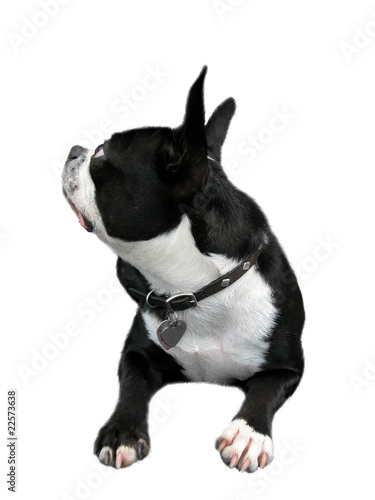 Curious Boston Terrier