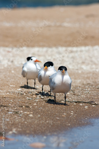 Wallpaper Mural Fila de gaviotas Torontodigital.ca