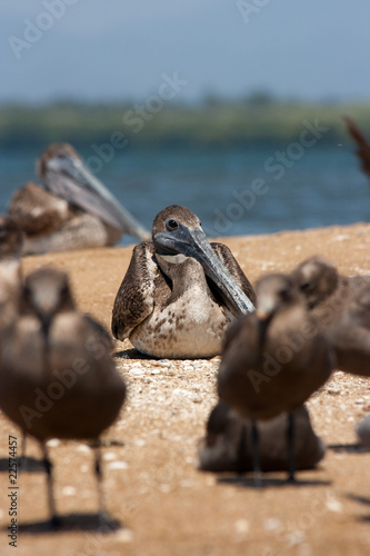 Wallpaper Mural Pelícano echado Torontodigital.ca