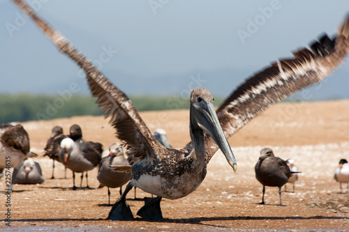Wallpaper Mural Pelícano despegando Torontodigital.ca
