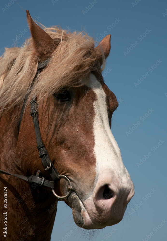 Obraz premium Portrait of a favourite horse