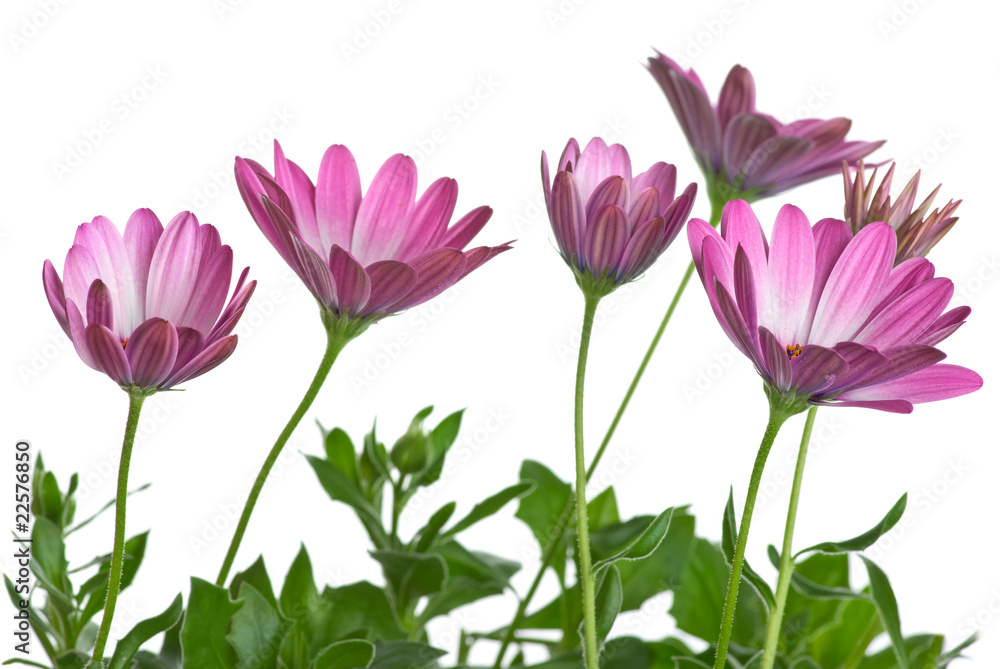 Naklejka premium Few pink arctotis flowers