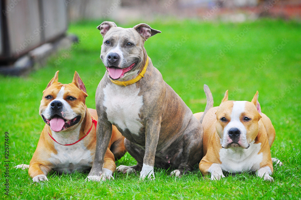 three staffordshire terriers laid down in the grass