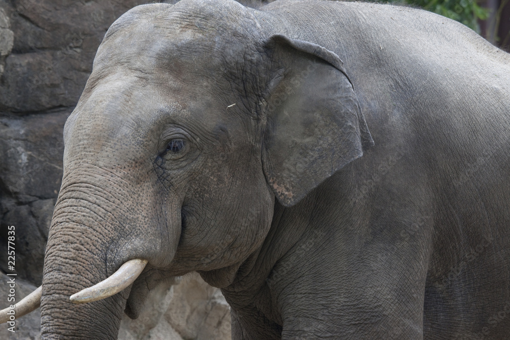 Fototapeta premium 象の横顔