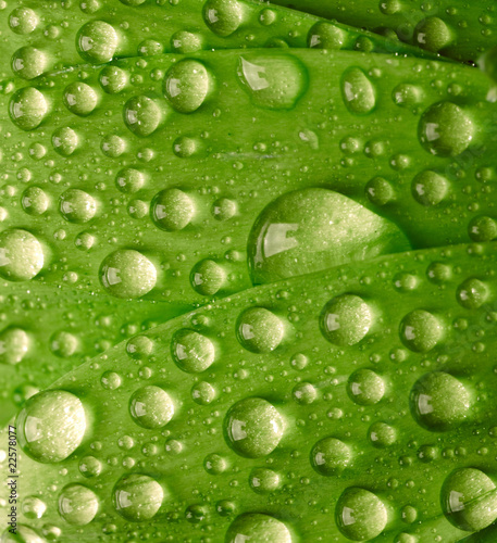 Green leaf with waredrops