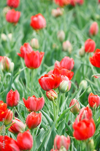 tulip field in spring.