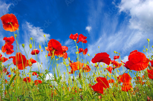 red poppies