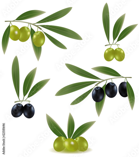 Vector illustration. Green and black olives with leaves.