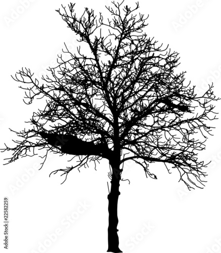 naked tree