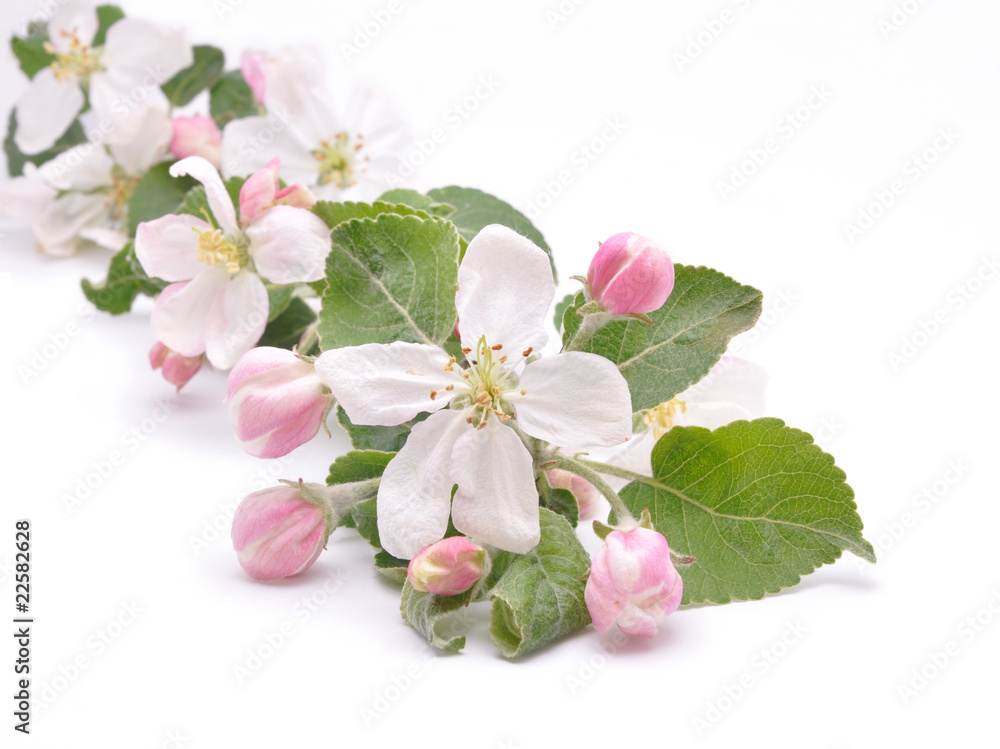 Flowers of apple-tree