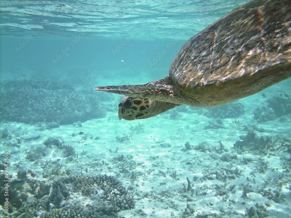 Fototapeta premium Turtle and coral reef