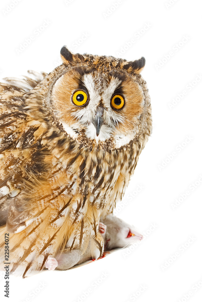 Obraz premium owl with prey isolated on the white background