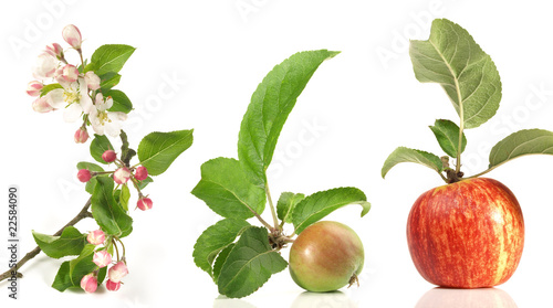 Apfelblüte, grüner und reifer Apfel mit Blätter - Wachstum photo