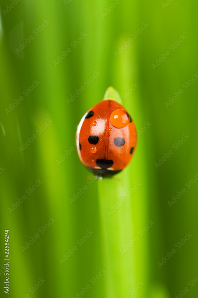 ladybug sitting on the blade of grass ladybug sitting on the blade of grass