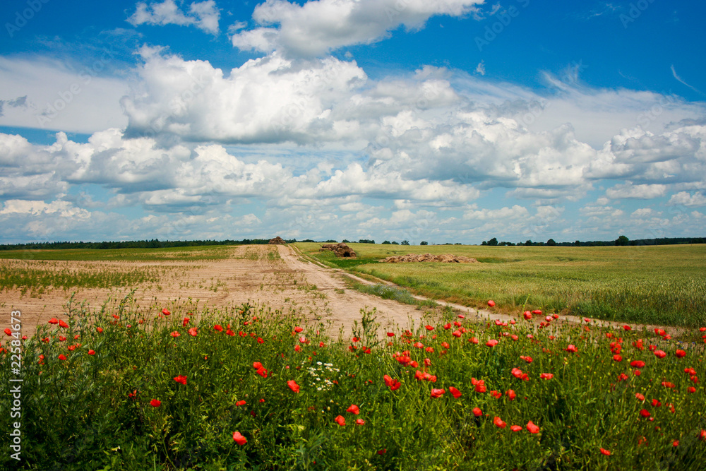 Summer rural landscape with potty flowers