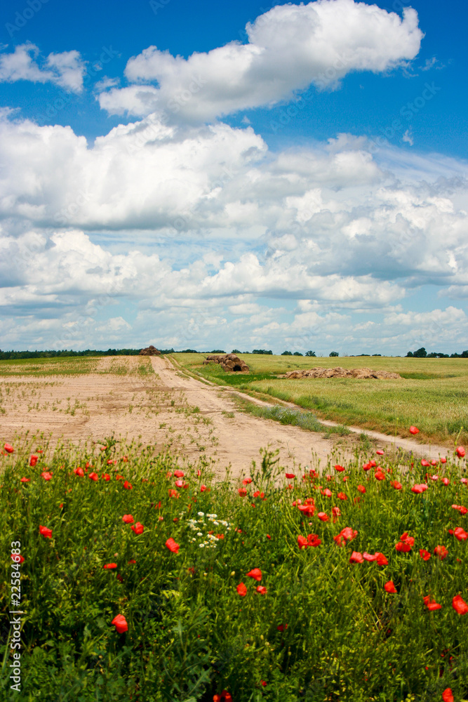 Summer rural landscape with potty flowers