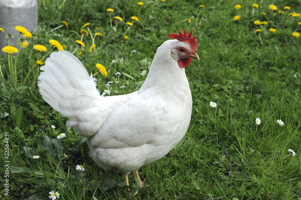 Fototapeta premium Huhn_d1714