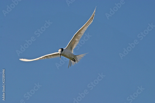 Common Tern (Sterna sandvicensis), nature animal photo
