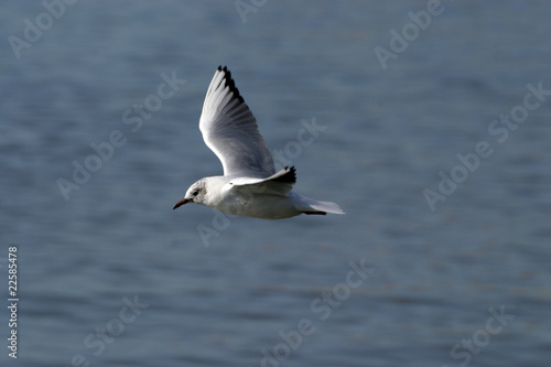 Common Black-headed Gull, larus ridibundus, Seagull