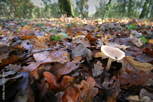 Sunlight in a green and beautiful forest