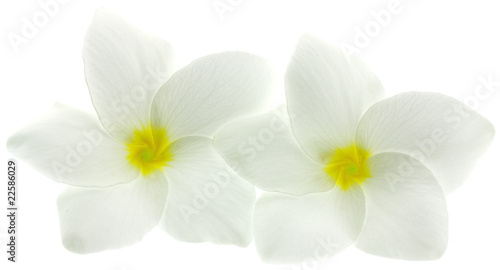 fleurs blanches de frangipanier, fond blanc © Unclesam