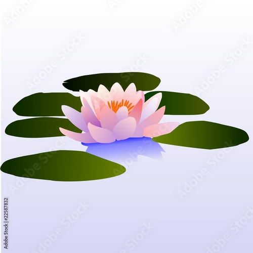 Flower of a lily