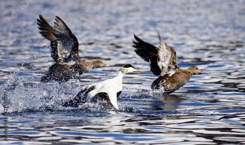 Eider, somateria mollissima