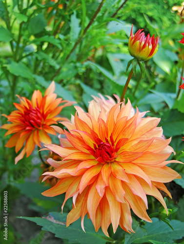 Pink dahlia photo