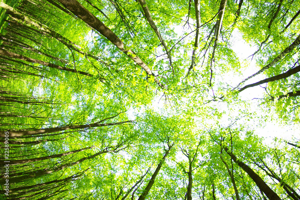 green leaves green leaves
