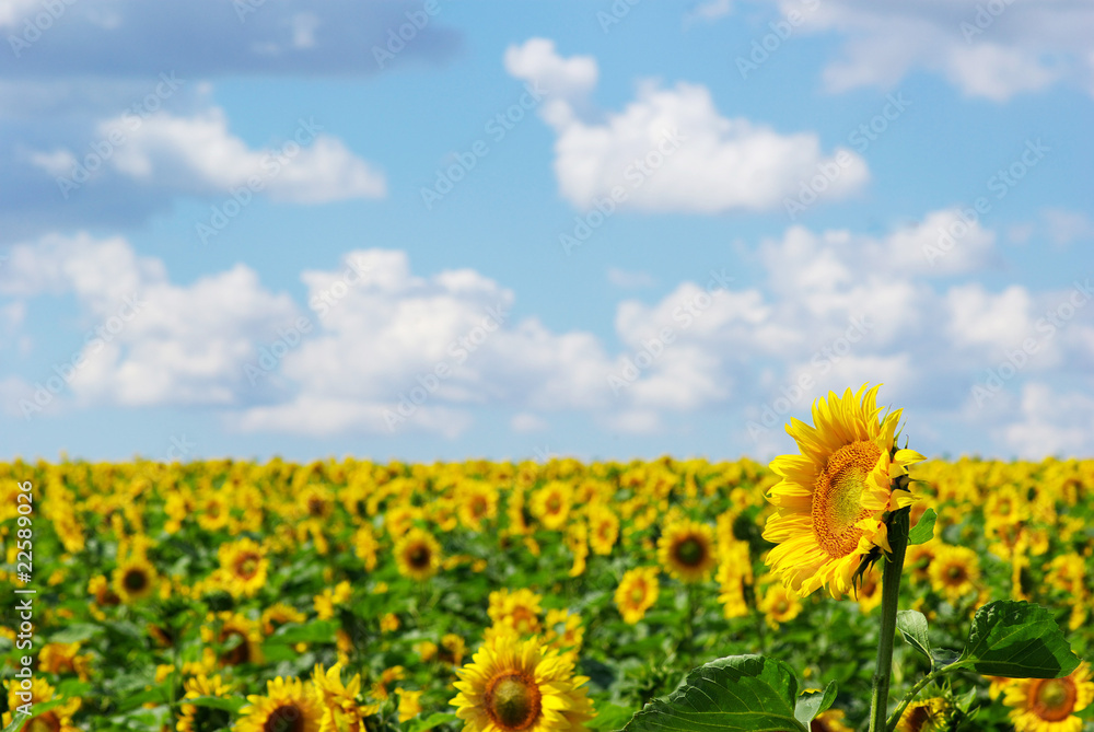 Obraz premium sunflower field
