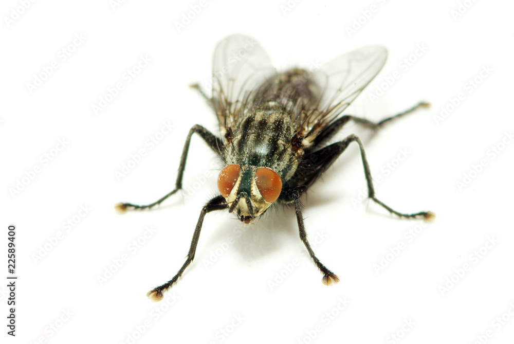 fly fly