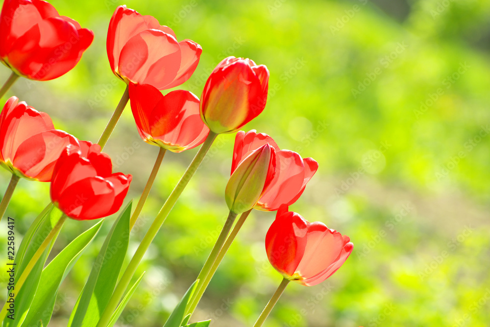 Obraz premium tulips in garden