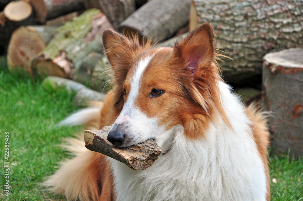 Collie Collie