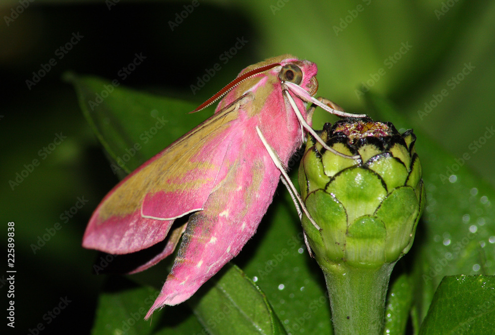 Fototapeta premium Pink hawk moth (Deilephila elpenor)