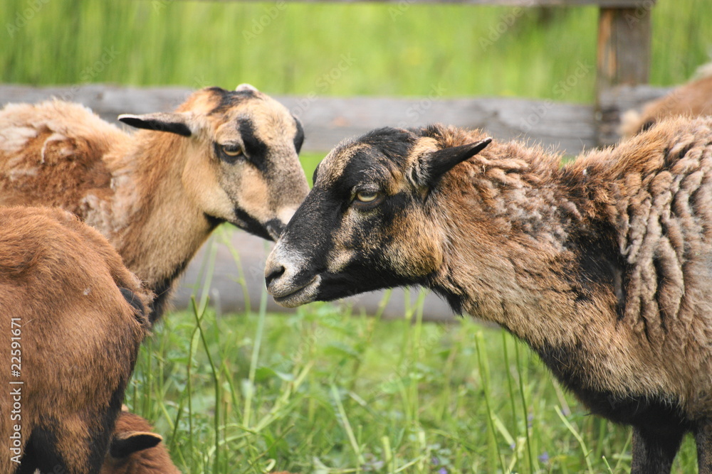 Fototapeta premium SONY DSC