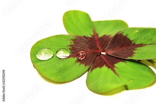 Kleeblatt mit vier Blätter