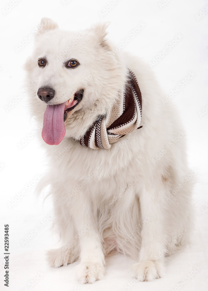 White dog facing the camera with muffler scarf on the ne