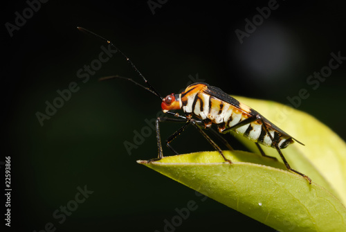 Cimice - (Dysdercus albofasciatus) photo