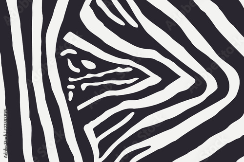 zebra