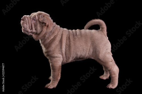 Wrinkled Puppy
