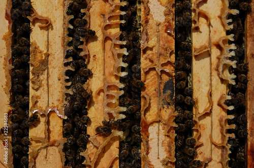 Ramki pszczele